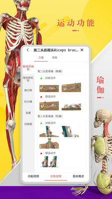 3Dbody解剖(3D人体模型) 